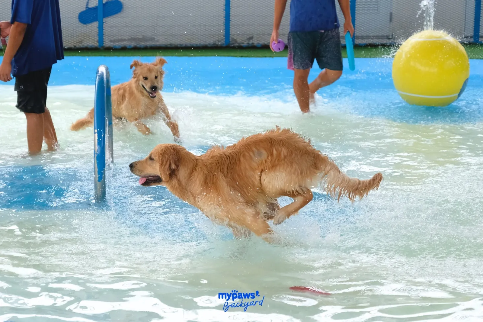 รูปMy Paws Backyard 2