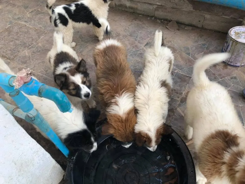 รูปโรงพยาบาลสัตว์คลองจั่น (Klongjan Pet Hospital) 2