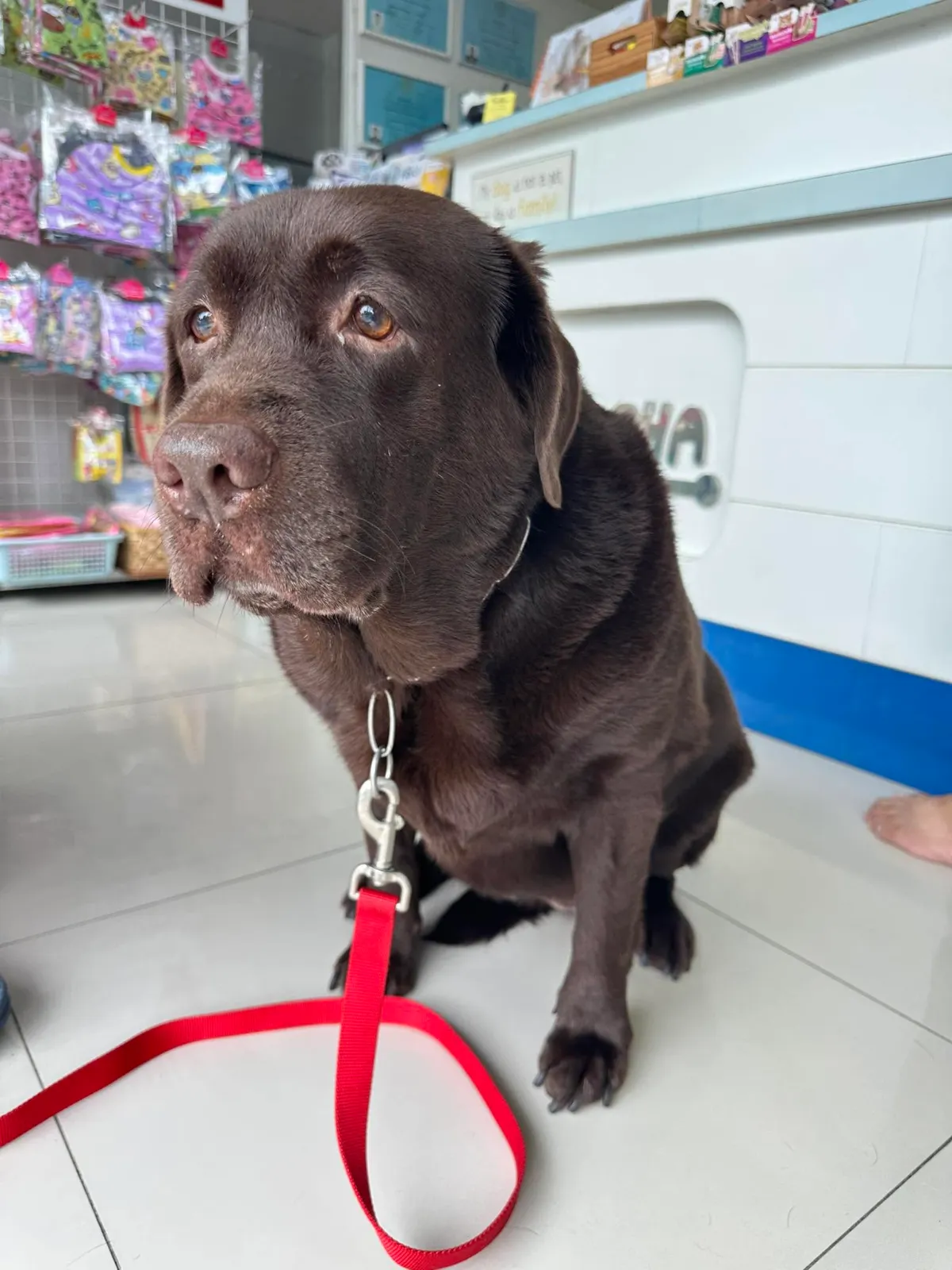 รูปโรงพยาบาลสัตว์สวนราชา (Suanracha Pet Hospital) 3