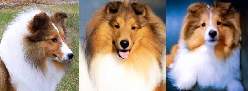 รูปSilverMyth Kennel (Silvermyth Shelties) 3 จาก 3