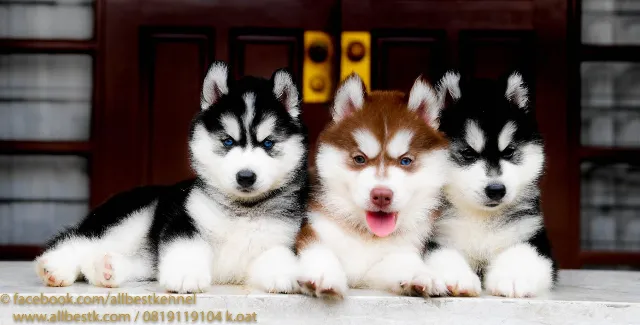 All Best Kennel (ออลเบสท์ เคนเนล)