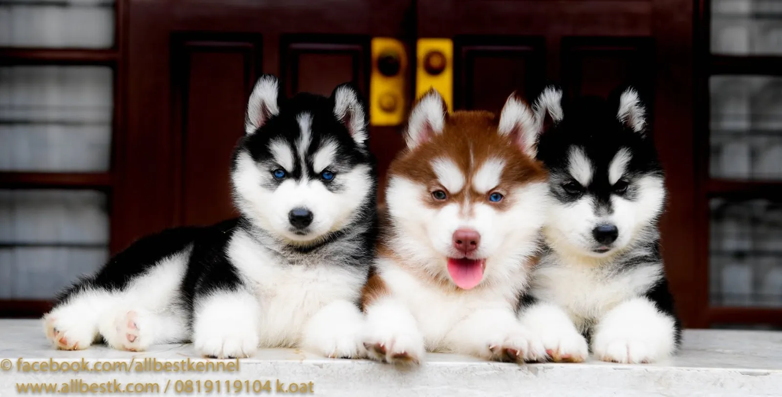 รูปAll Best Kennel (ออลเบสท์ เคนเนล) 1 จาก 3