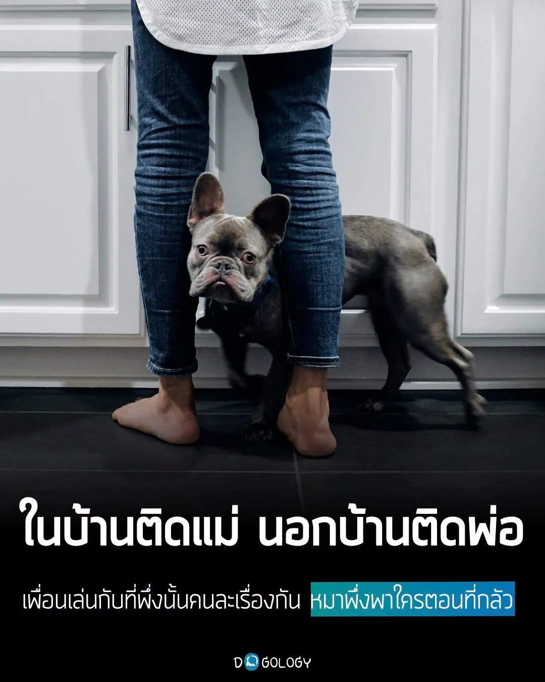 รูปDogology โรงเรียนฝึกสุนัขเชิงบวก 3