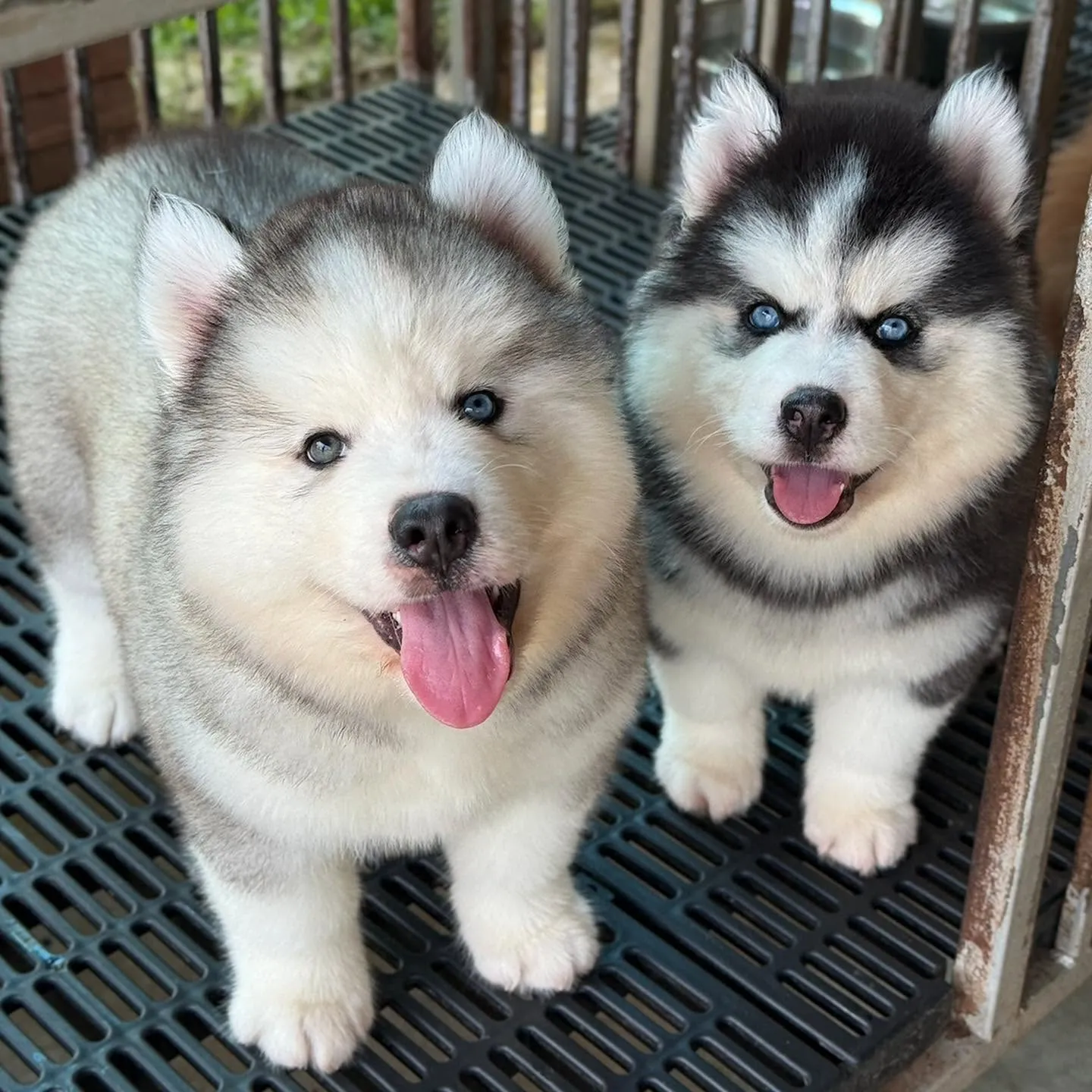 รูปM.A. DOG HOUSE (บ้านนาไซบีเรียน) 3 จาก 3