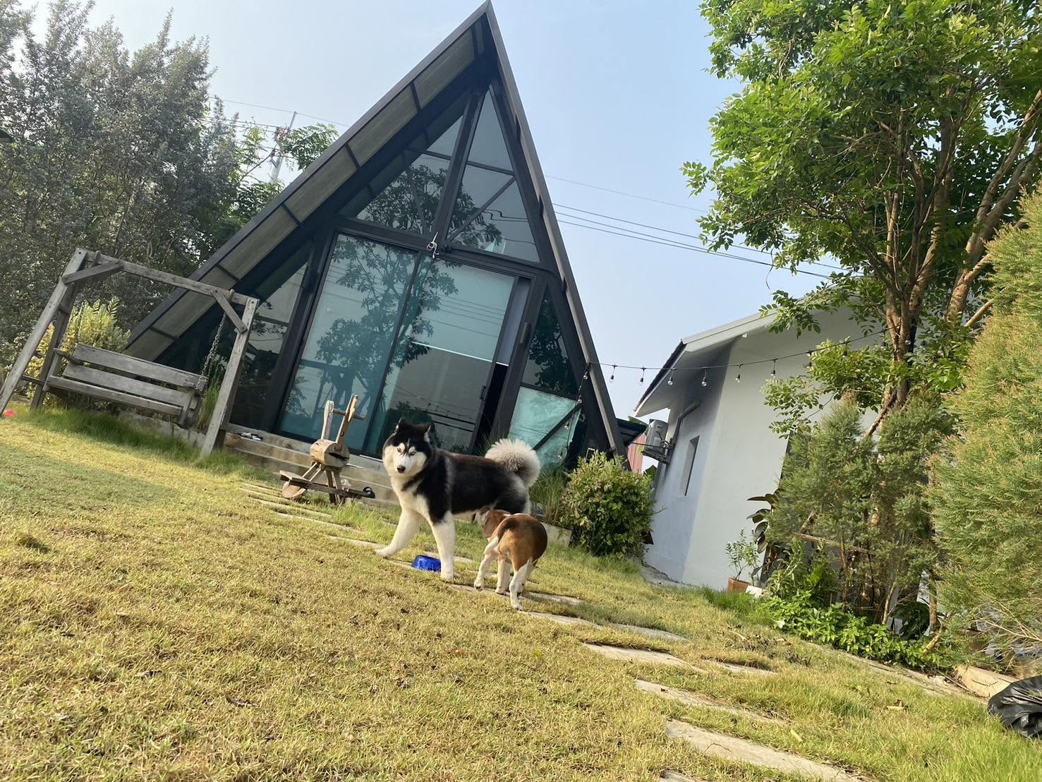 รูปMJ Dog 1 จาก 3