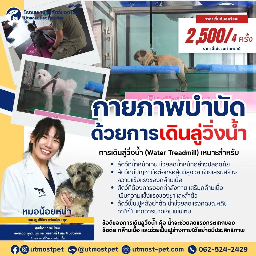 รูปUtmost Pet (แอทโมส) 2