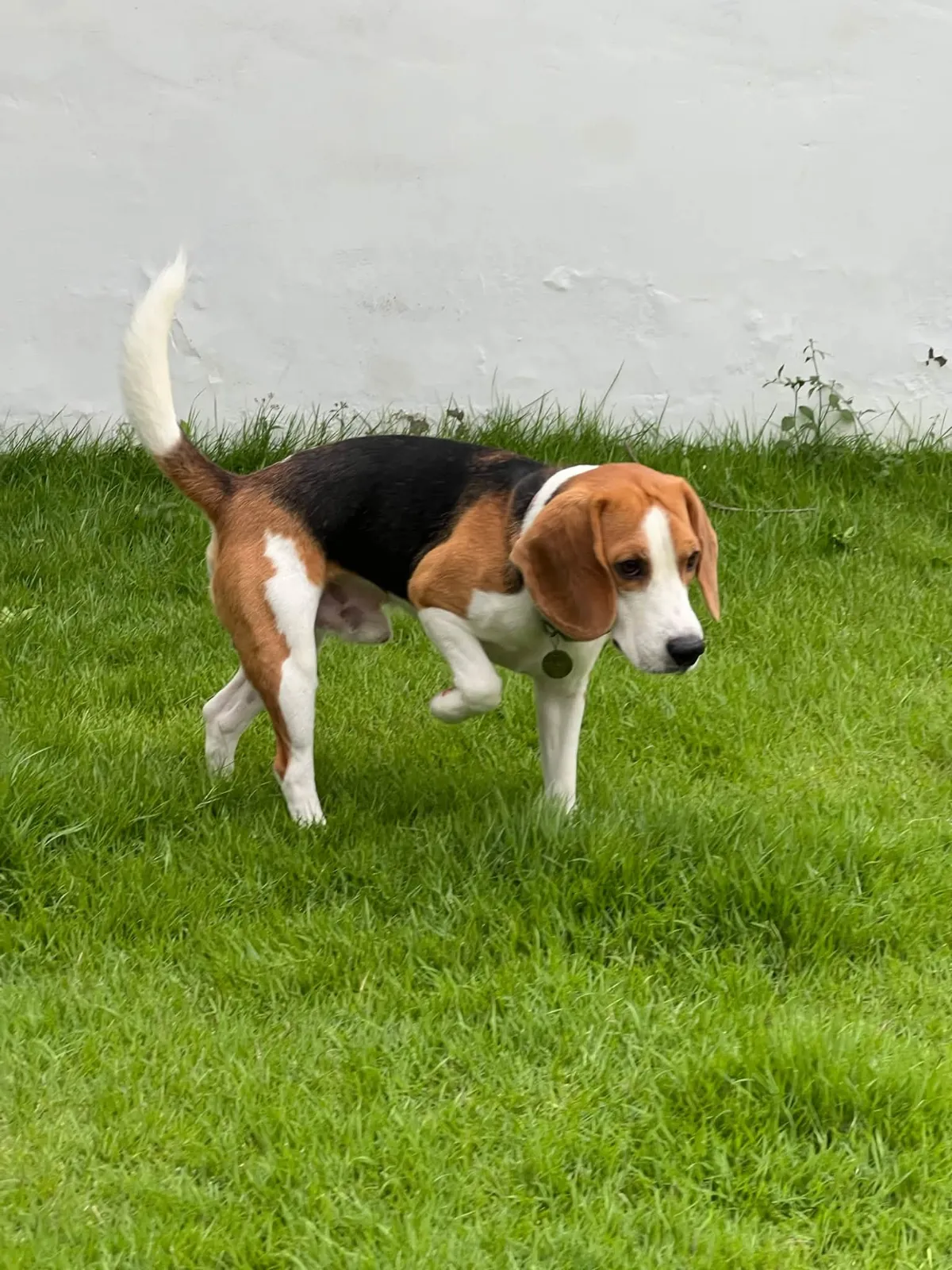 รูปAlpha Pet Care อาบน้ำตัดขน ฝากเลี้ยงสัตว์ รามคำแหง 3