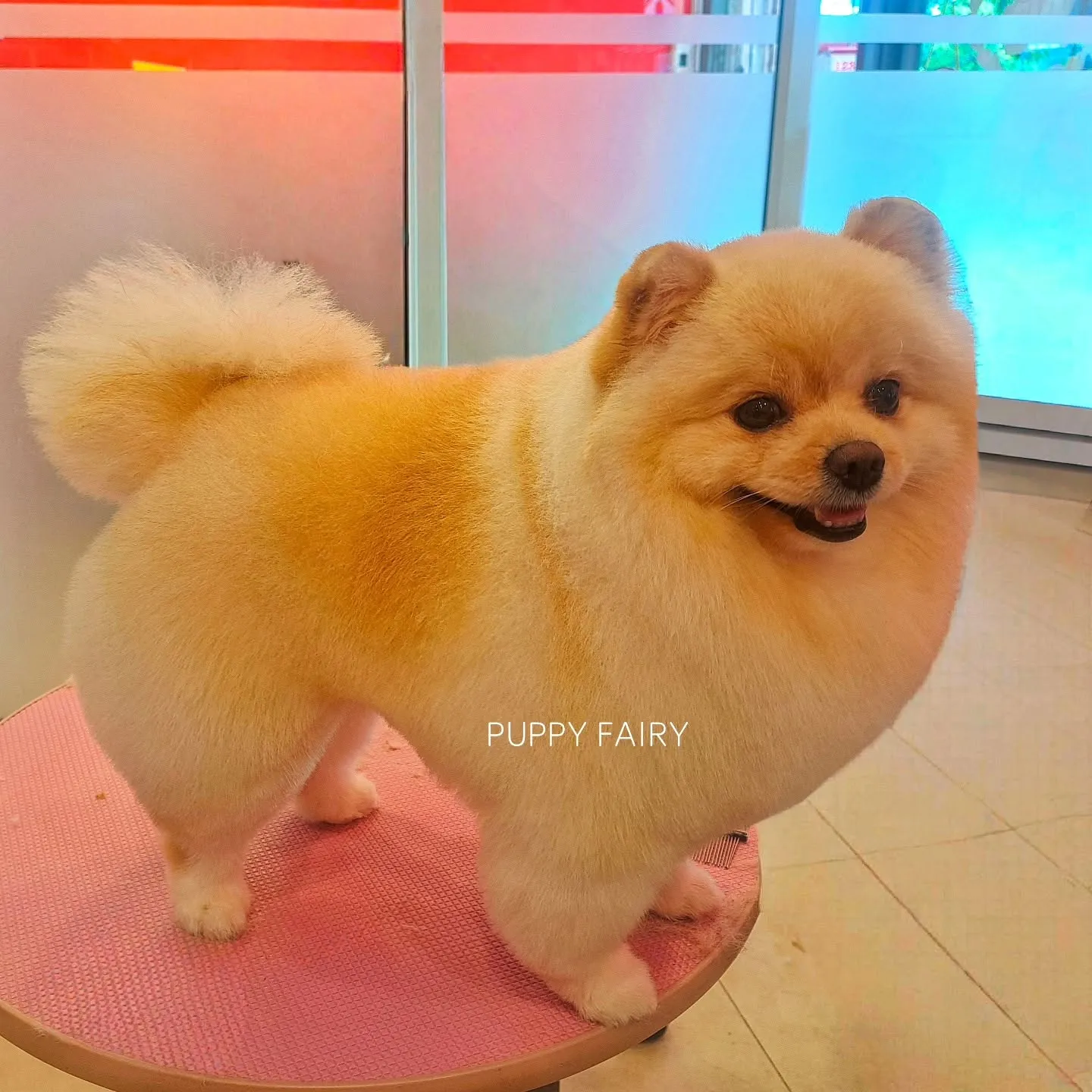 รูปPuppy Fairy อาบน้ำตัดขนสุนัขและแมว 3