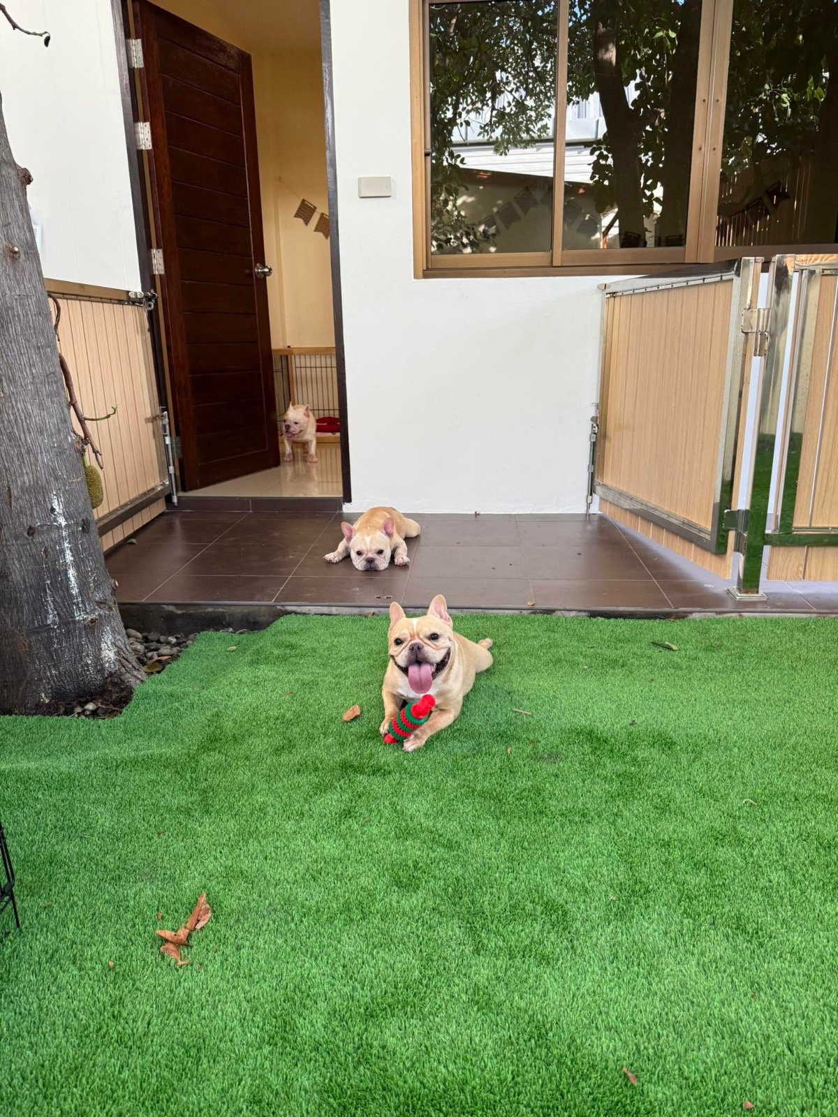 รูปLove French Home - Dog Hotel โรงแรมน้องหมาเลิฟเฟรนช์โฮม 3 จาก 3