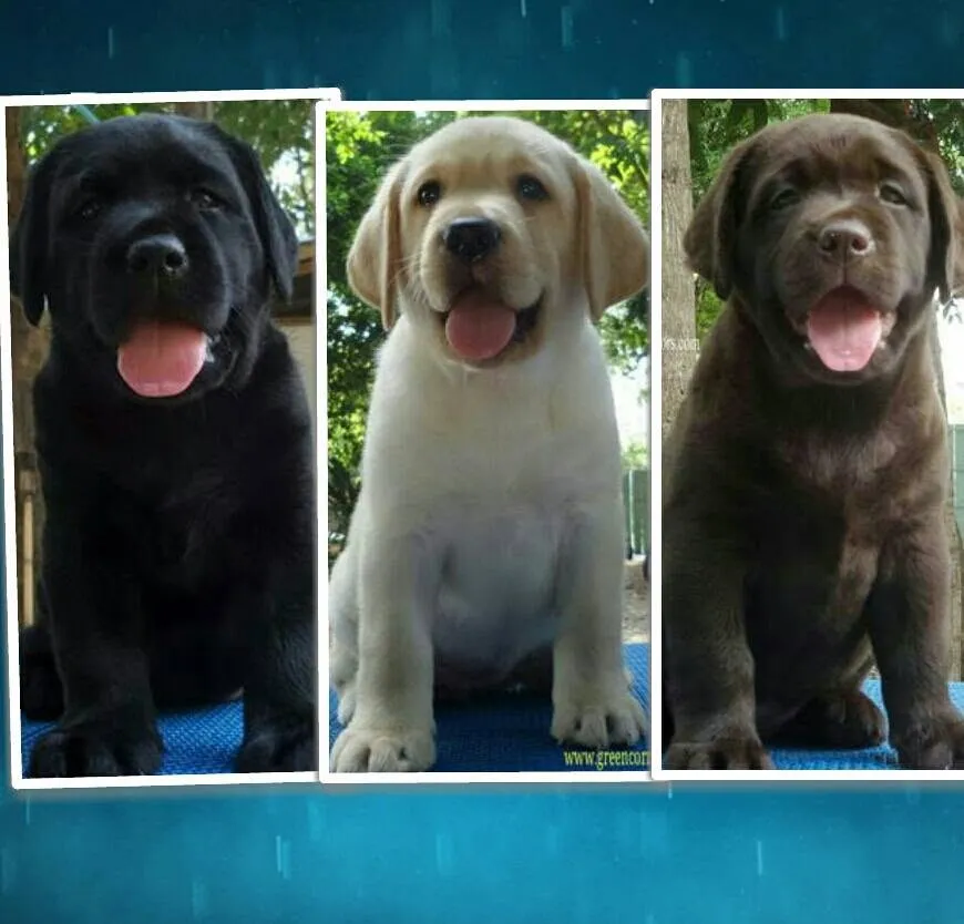 รูปGreen Corner Labrador (กรีนคอร์เนอร์ลาบราดอร์) 2 จาก 3
