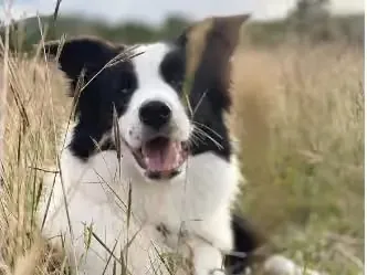 รูปHalfmoon Border Collie Thailand 2 จาก 3