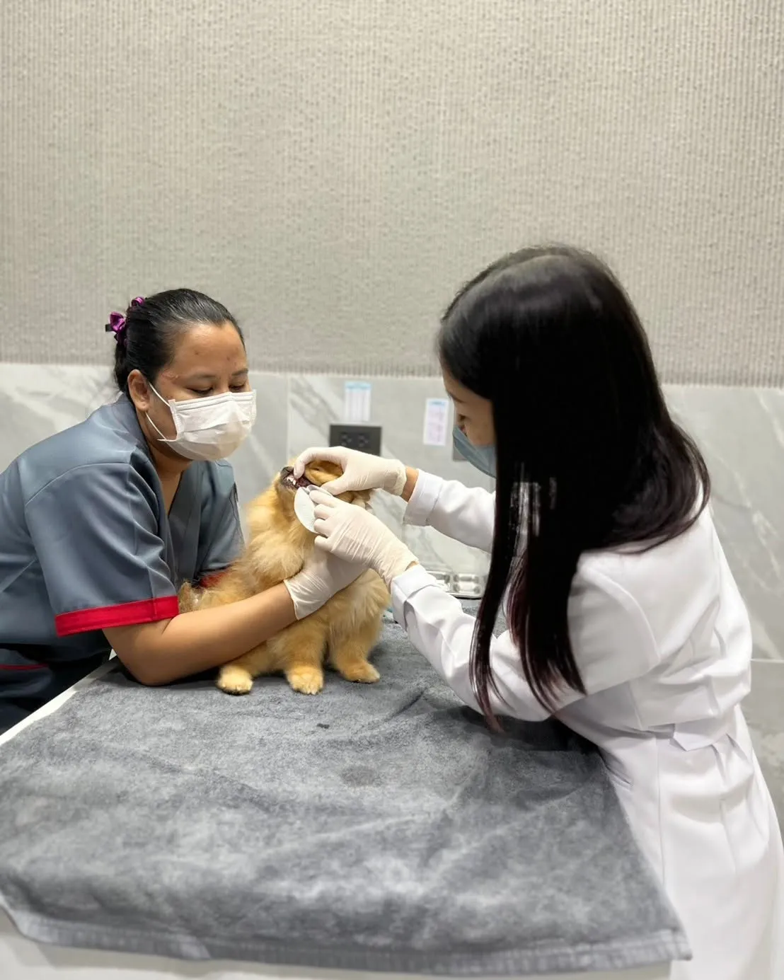 รูปโรงพยาบาลสัตว์โอะไดจินิ สาขารามอินทรา (Odaijini Pet Hospital) 3
