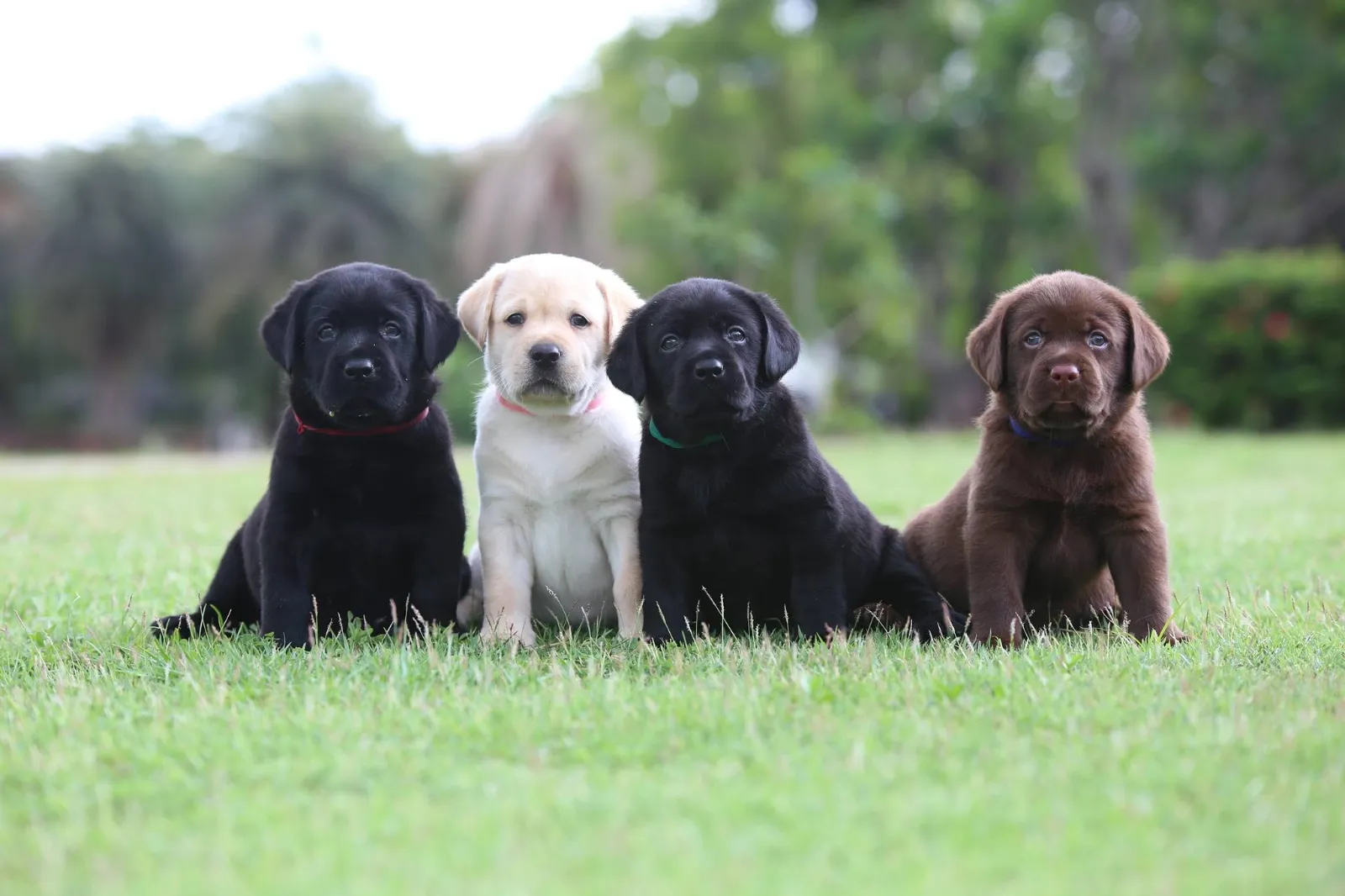 รูปPattanakarn House Labrador (พัฒนาการเฮาส์ลาบราดอร์) 1 จาก 3