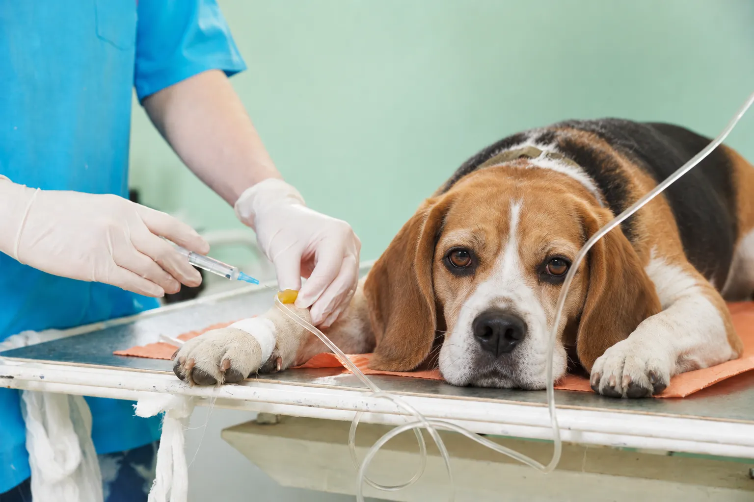 รูปโรงพยาบาลสัตว์ ทีเอช (TH Animal Hospital) 2