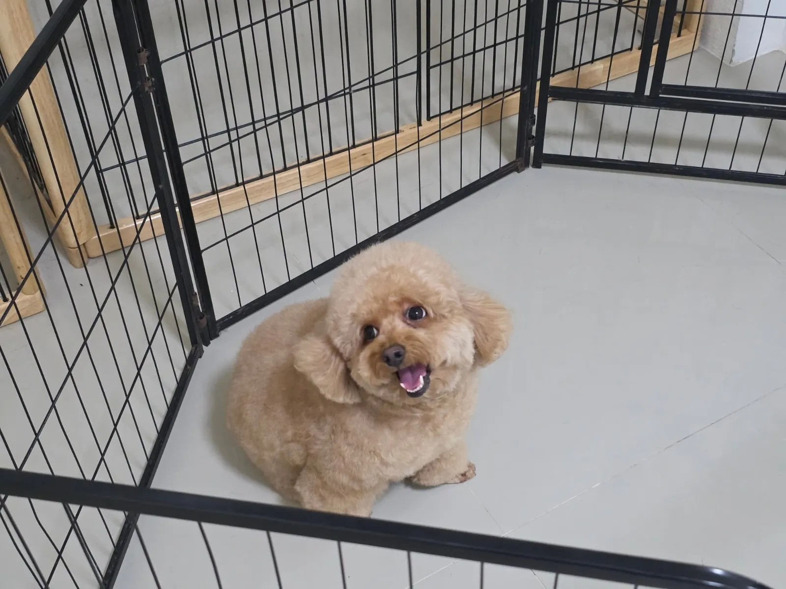 รูปPET 'N JOY – เพ็ท เอนจอย 2